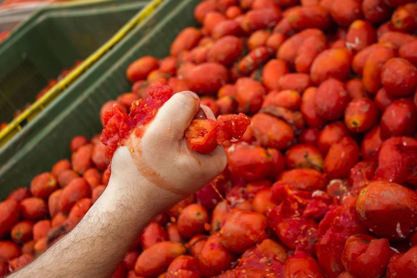 El pueblo de Buñol vuelve a ser, un año más y como cada último miércoles de agosto, el escenario de la batalla hortofrutícola más colorada del mundo con su Tomatina, donde 22.000 personas luchan sin cuartel y durante una hora con 145.000 kilos de tomate fresco.