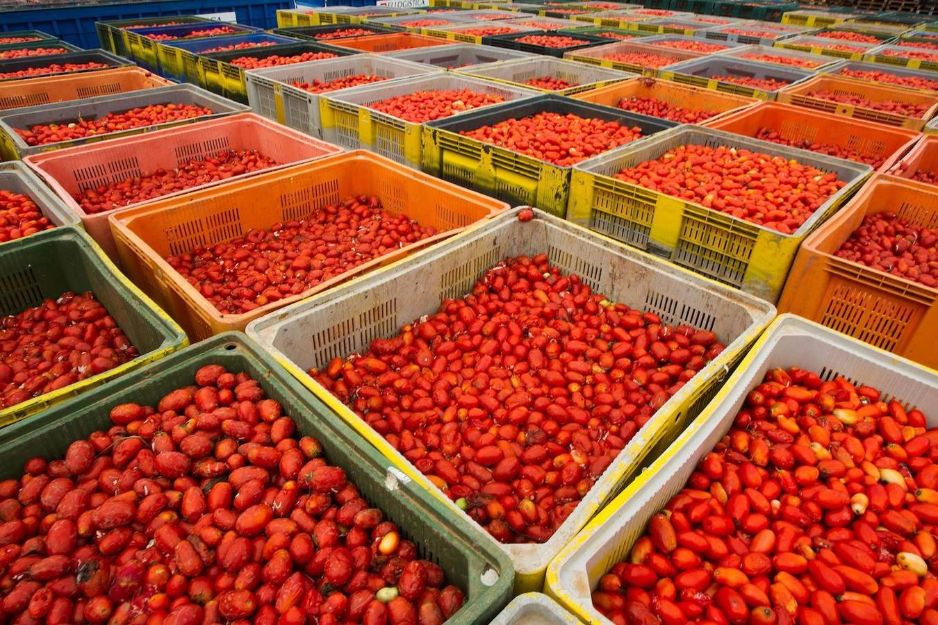El pueblo de Buñol vuelve a ser, un año más y como cada último miércoles de agosto, el escenario de la batalla hortofrutícola más colorada del mundo con su Tomatina, donde 22.000 personas luchan sin cuartel y durante una hora con 145.000 kilos de tomate fresco.