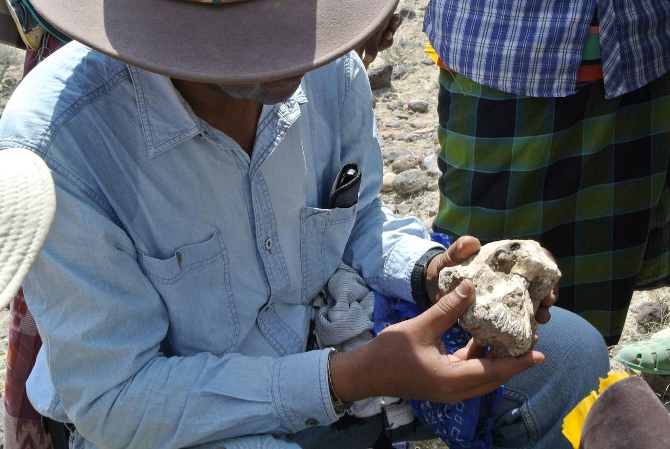 Un cráneo de Australopithecus «notablemente completo» de 3,8 millones de años de antigüedad fue descubierto en Etiopía, en que no está lejos de donde fue encontrado Lucy, según el artículo que publicó la revista 'Nature' este miércoles. Ha sido un descubrimiento que una vez más desafía nuestra comprensión de la evolución humana.