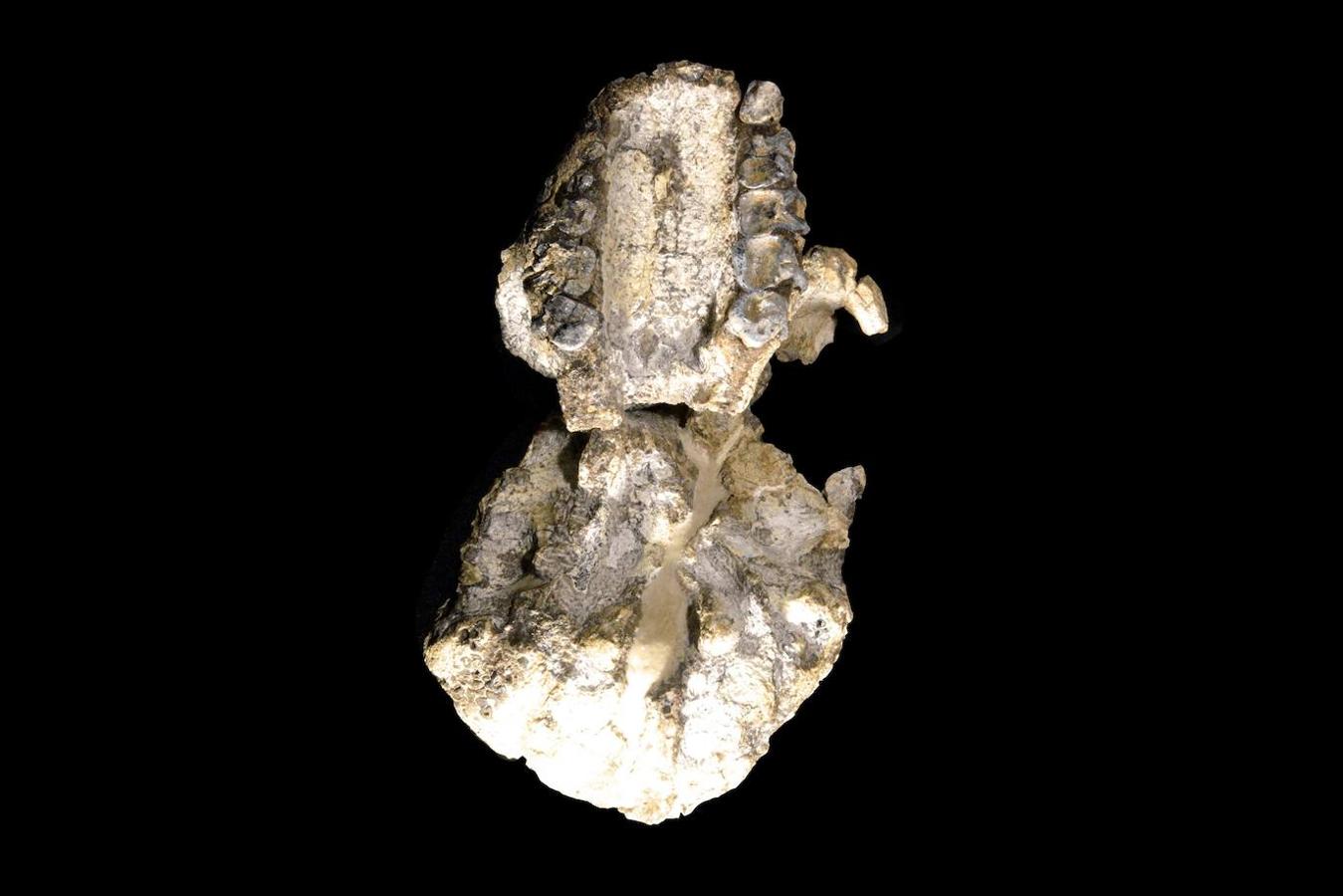 Un cráneo de Australopithecus «notablemente completo» de 3,8 millones de años de antigüedad fue descubierto en Etiopía, en que no está lejos de donde fue encontrado Lucy, según el artículo que publicó la revista 'Nature' este miércoles. Ha sido un descubrimiento que una vez más desafía nuestra comprensión de la evolución humana.