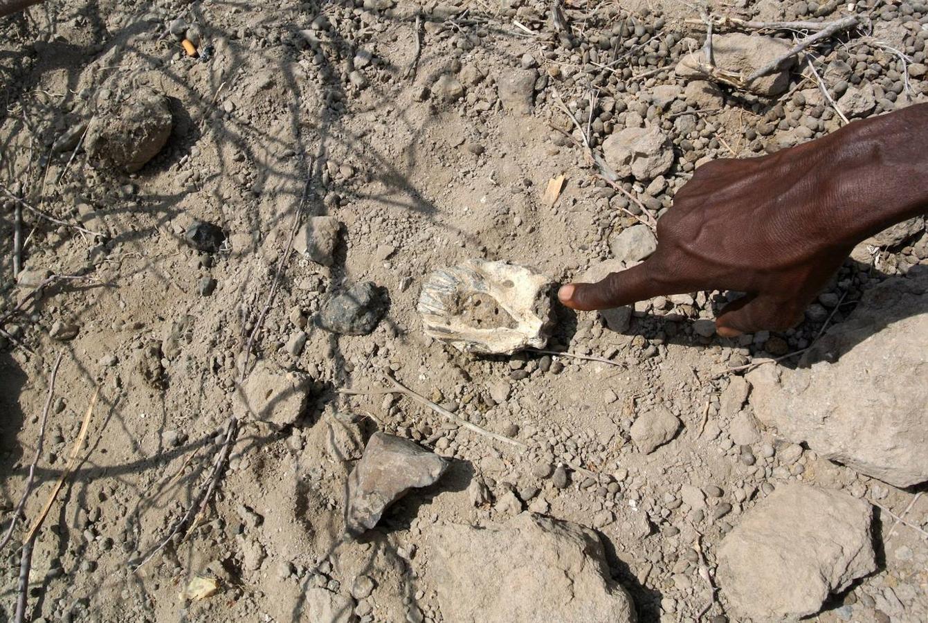 Un cráneo de Australopithecus «notablemente completo» de 3,8 millones de años de antigüedad fue descubierto en Etiopía, en que no está lejos de donde fue encontrado Lucy, según el artículo que publicó la revista 'Nature' este miércoles. Ha sido un descubrimiento que una vez más desafía nuestra comprensión de la evolución humana.