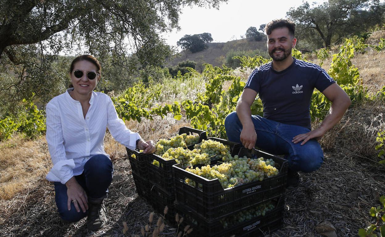 Victoria Ordóñez y Guillermo Martín en plena vendimia en los Montes de Málaga.