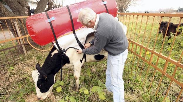 Guillermo Berra, responsable del proyecto, ajusta las cinchas a una de sus vacas mochileras. 