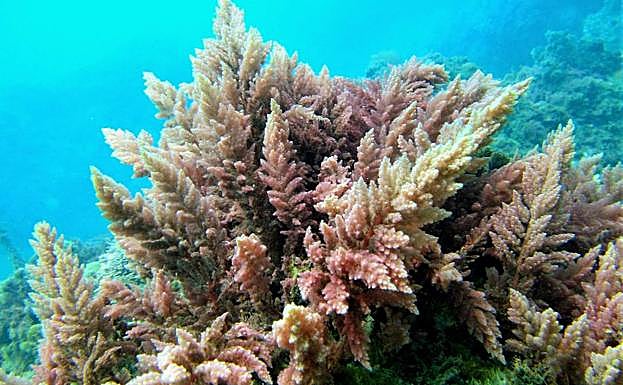 Alga invasora 'Asparagopsis taxiforme'