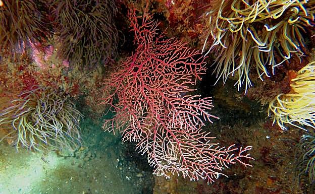 Imagen principal - Gorgonia naranja; Gorgonia Roja; Pez Escribano