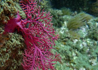 Imagen secundaria 1 - Gorgonia naranja; Gorgonia Roja; Pez Escribano