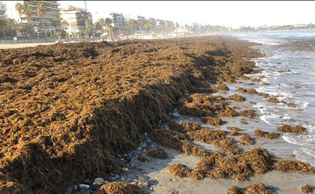 Aspecto que presentaba la playa de La Rada en Estepona antes de retirar las algas acumuladas.