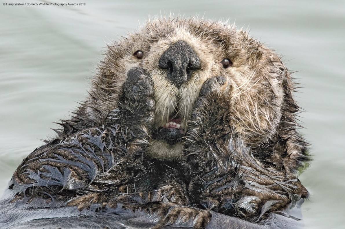 Los candidatos a la fotografía de animales más divertida