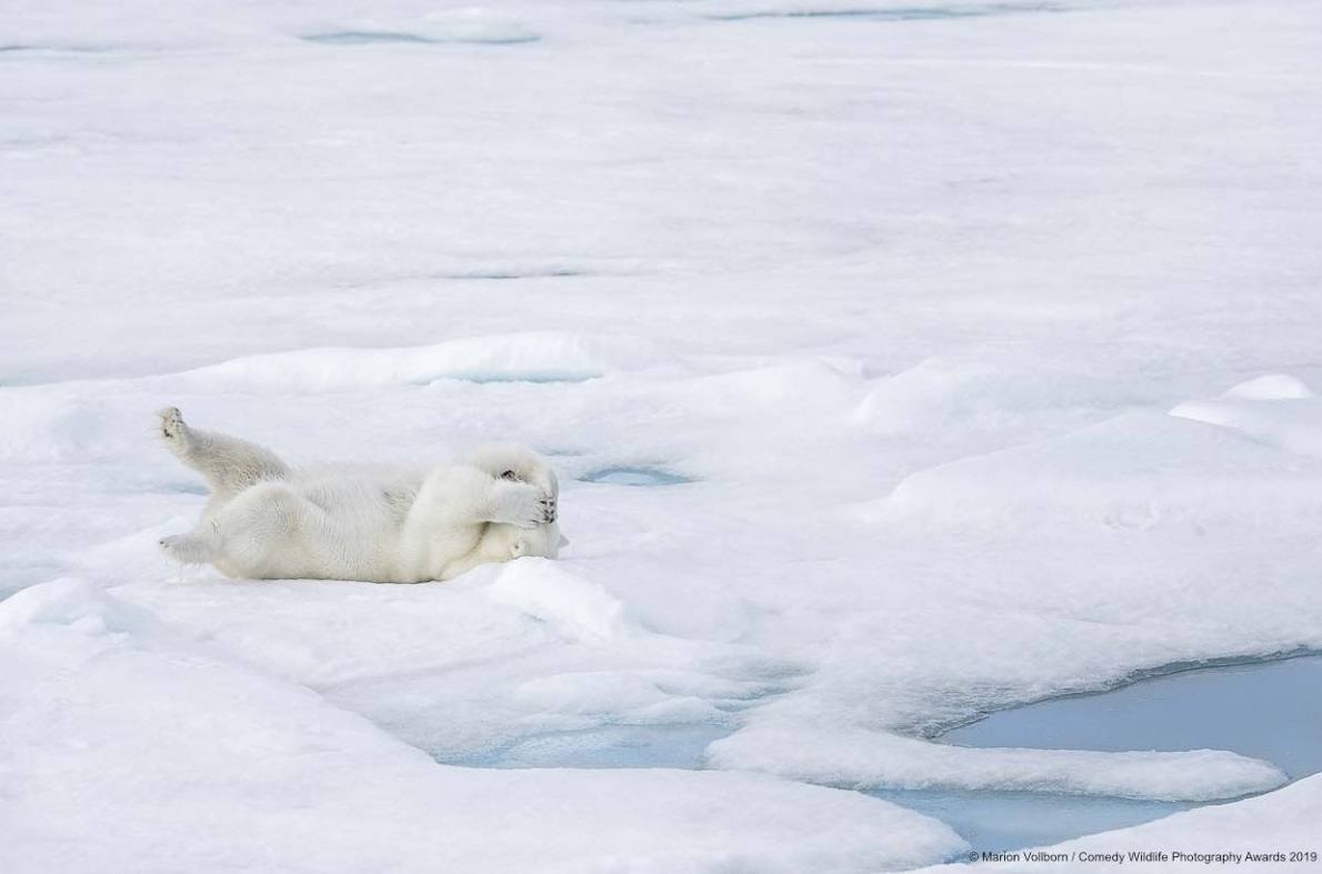 Los candidatos a la fotografía de animales más divertida