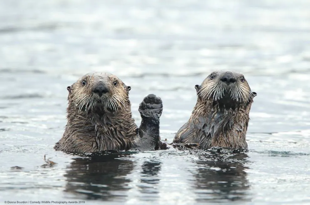 Los candidatos a la fotografía de animales más divertida