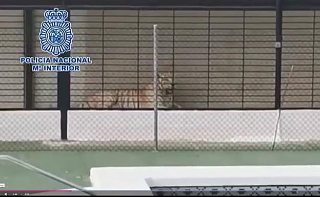 Detienen a una pareja de narcos que tenían un tigre albino como mascota de lujo en un chalet