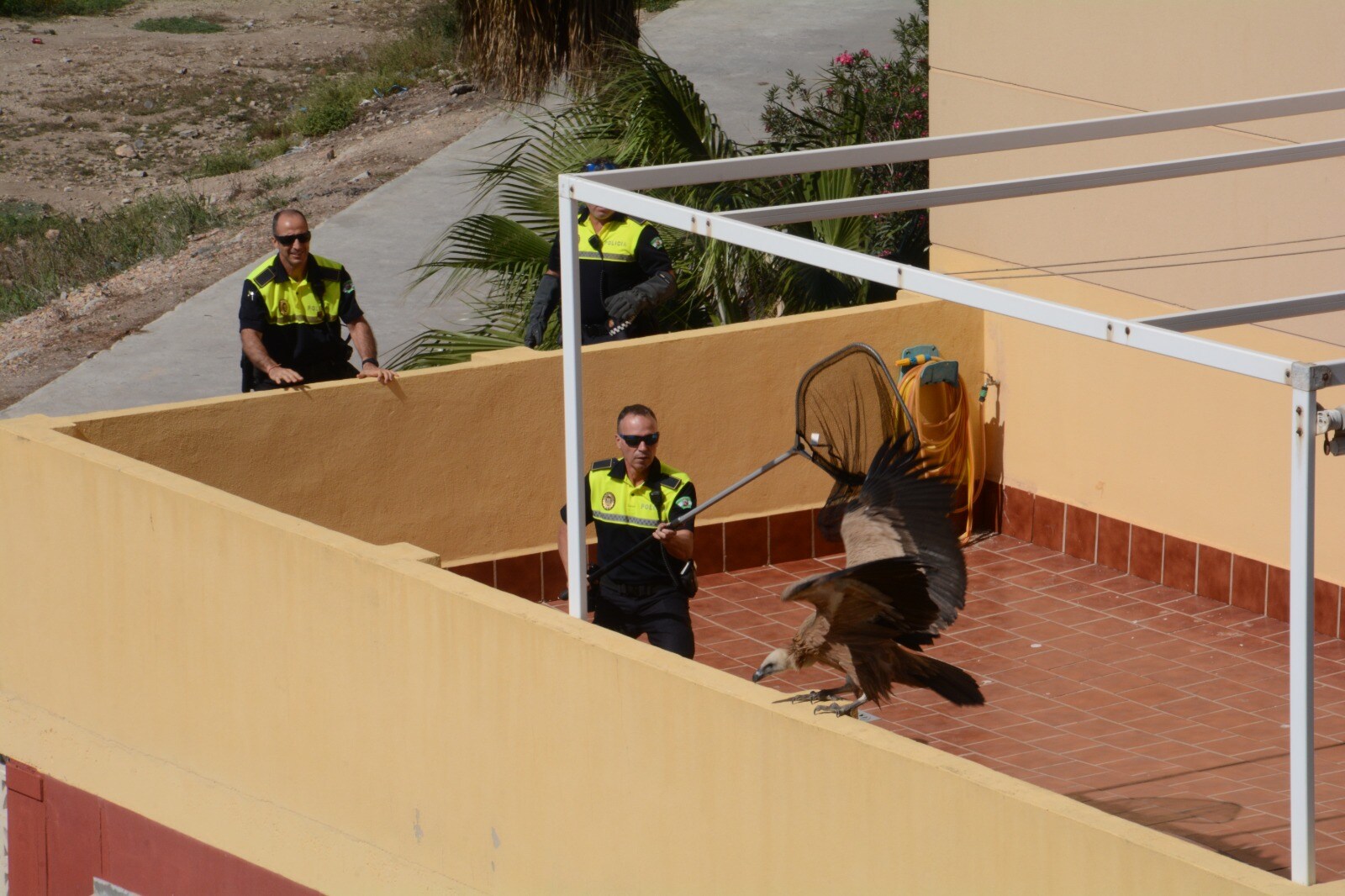 Agentes del GRUPRONA (Grupo de Protección de la Naturaleza de la Policía Local de Málaga) intentaron rescatar al animal de grandes dimensiones pero según los vecinos, al final acabó huyen en dirección a la desembocadura del Guadalhorce.
