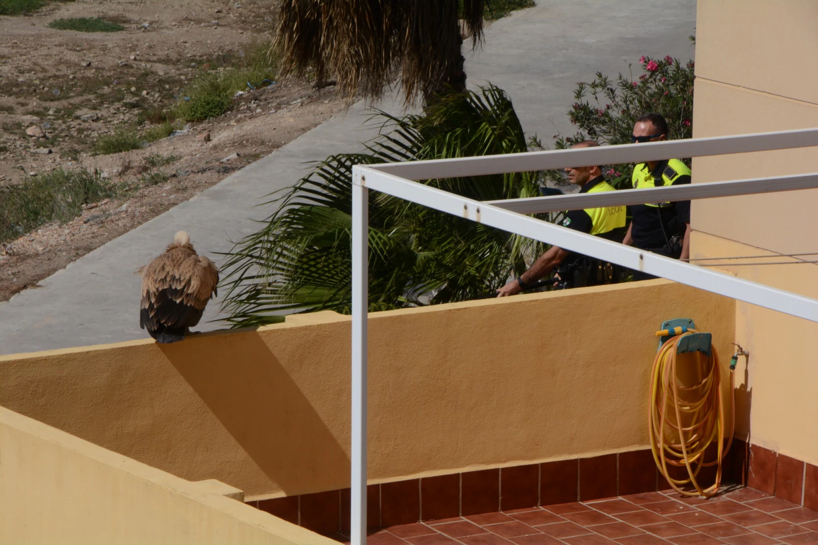 Agentes del GRUPRONA (Grupo de Protección de la Naturaleza de la Policía Local de Málaga) intentaron rescatar al animal de grandes dimensiones pero según los vecinos, al final acabó huyen en dirección a la desembocadura del Guadalhorce.