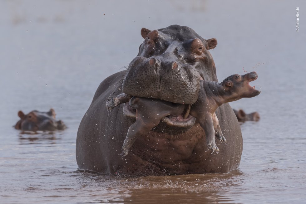 Categoría Mamíferos. Una madre hipopótamo lleva en su boca a un bebé en el lago Kariba (Zimbabue).