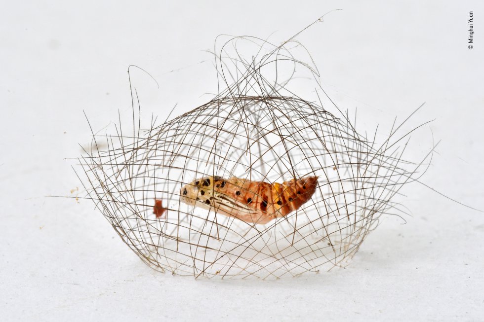 Categoría Invertebrados: The hair-net cocoon. Capullo de una pupa Cynamoth adherido contra una pared en Xishuangbanna (China)