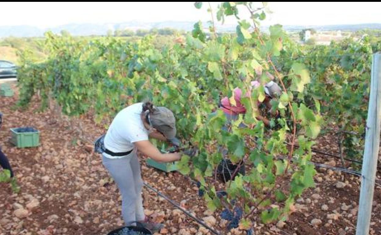 La Serranía de Ronda cierra la vendimia con leves pérdidas por las altas temperaturas