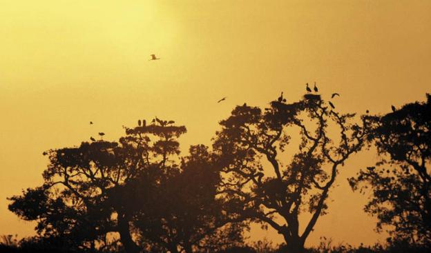 Avifauna en Doñana. :