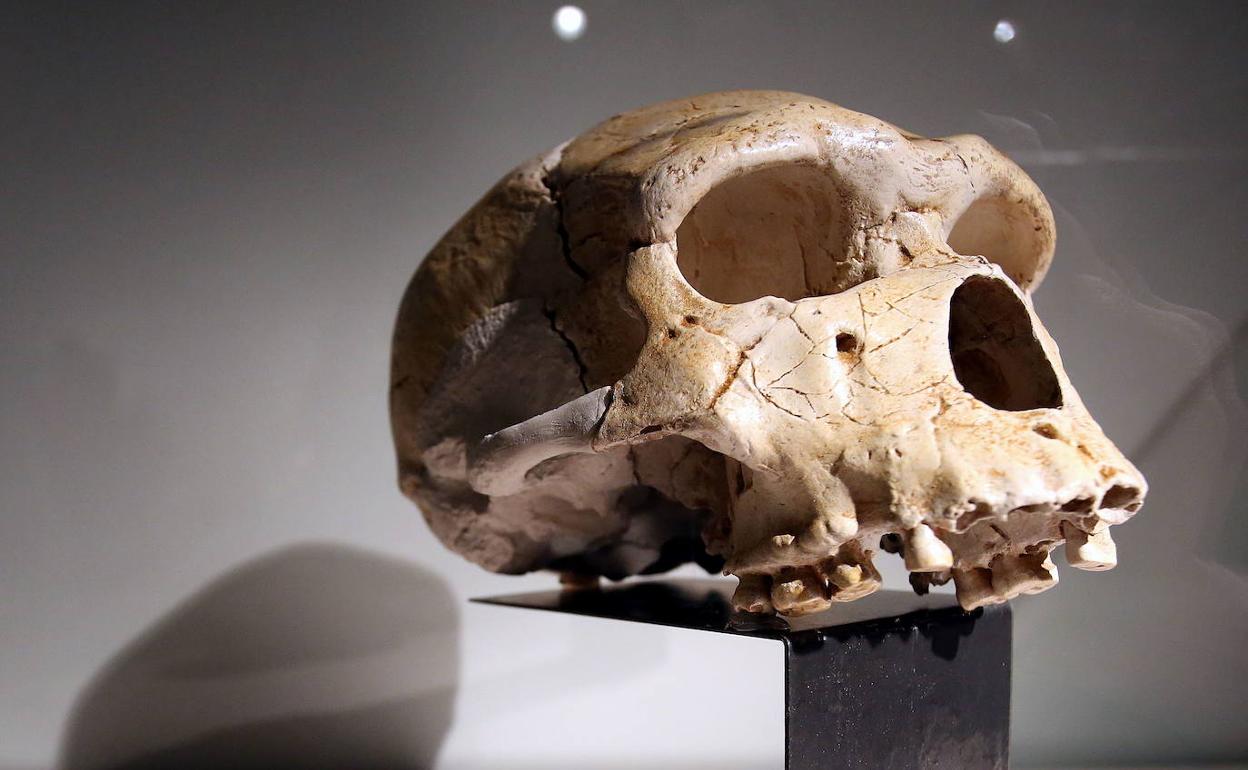 Craneo de Atapuerca.