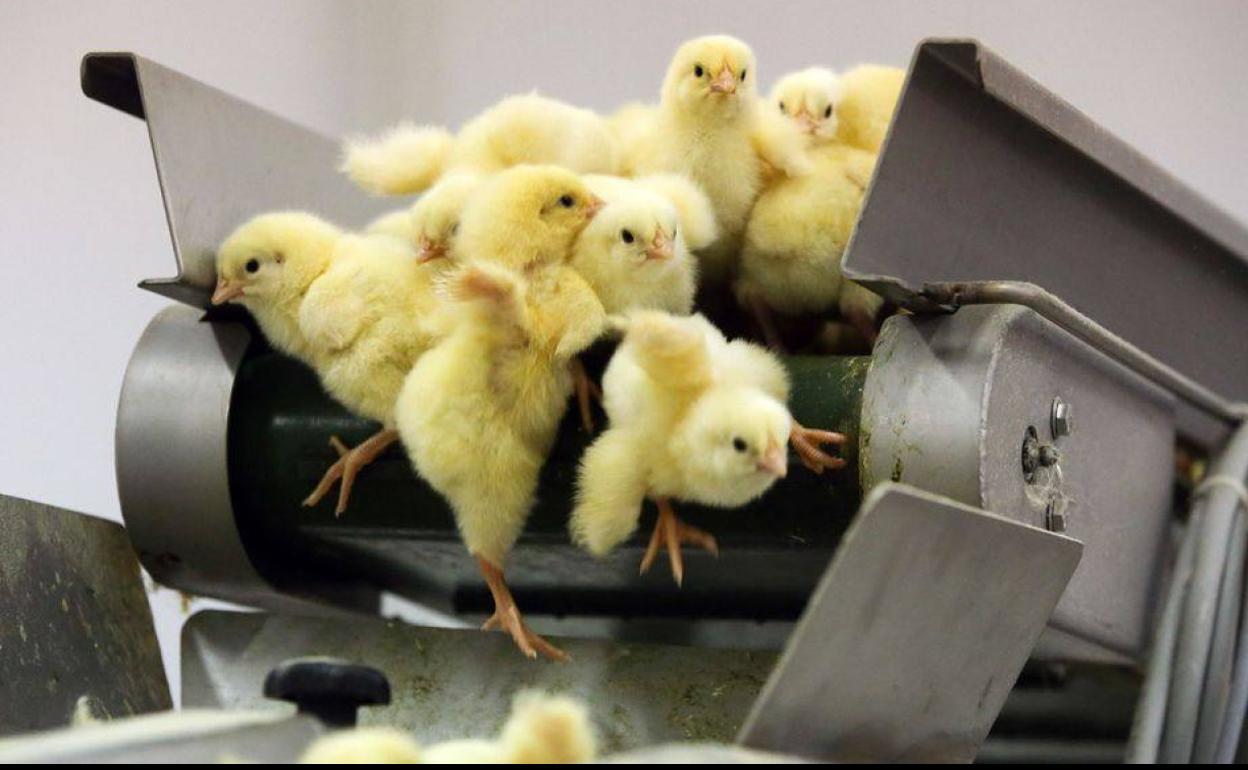 Aunque legal en la Unión Europea, esta polémica práctica tiene los días contados en Suiza