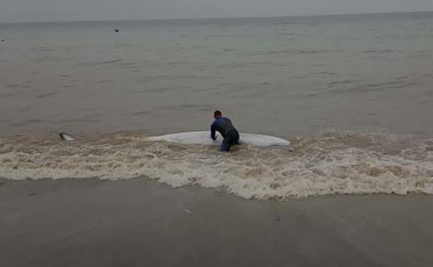 Un vecino rescata a una ballena enana varada en una playa de Torre de Benagalbón