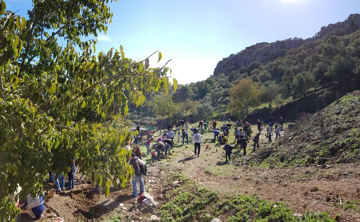 Lanzan 25.000 bombas de semillas en una zona de Casares afectada por el incendio forestal del pasado verano