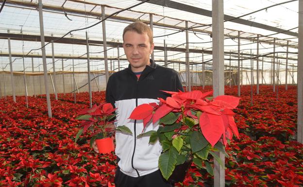 José Gabriel Valero, en su invernadero de El Ejido. A la derecha, granja de poinsetia de Dümmen Orange en Etiopía. Abajo, distintas variedades. 