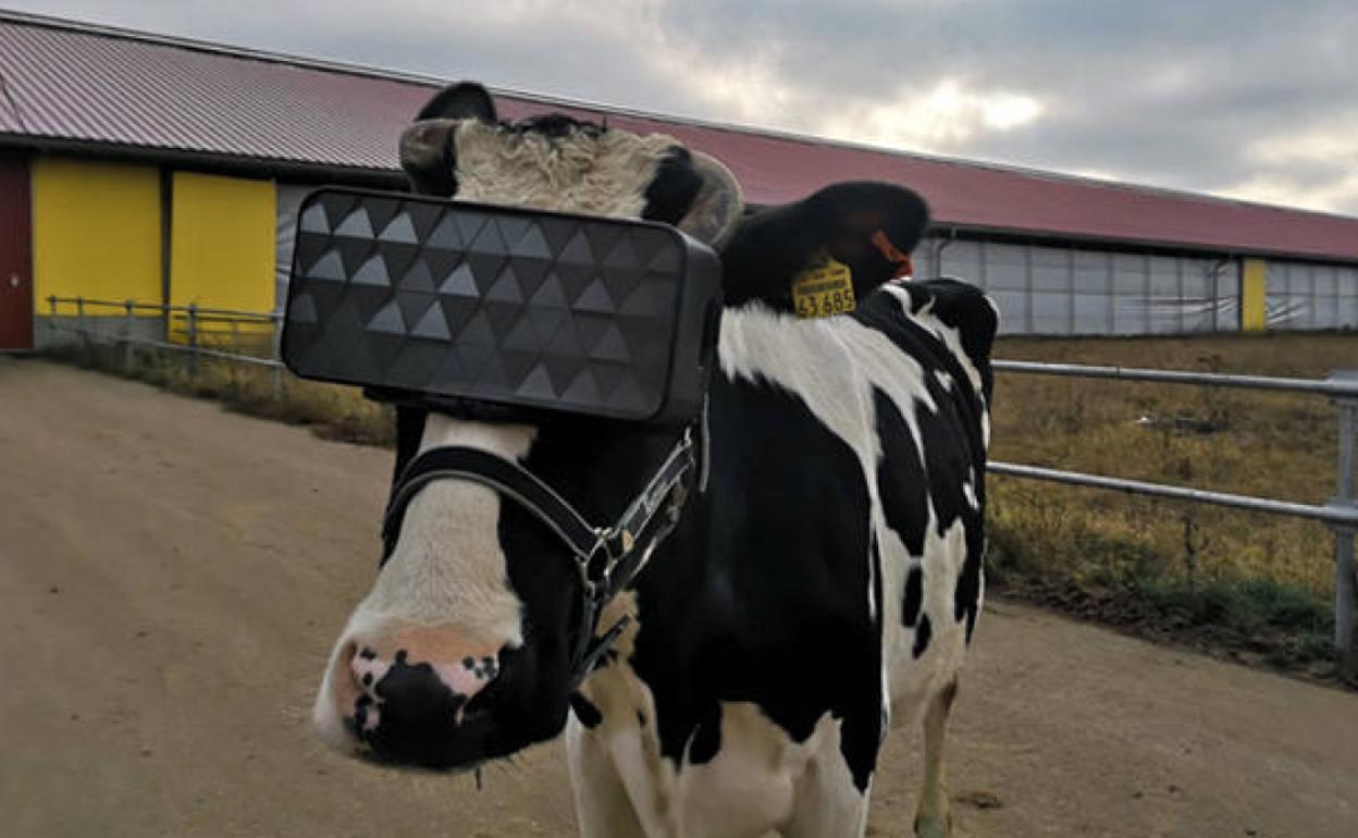 Una vaca rusa, con unas gafas de realidad virtual.