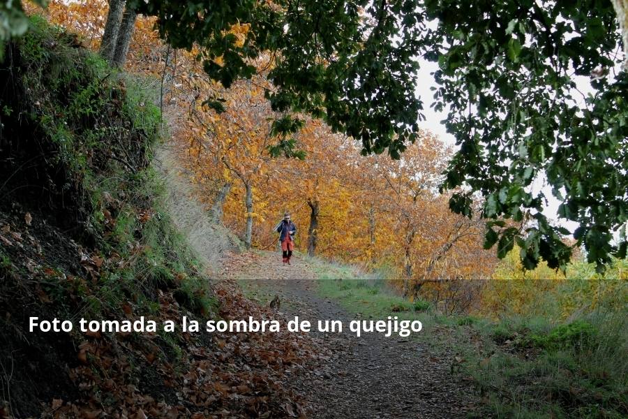 Tan espectacular como efímero. El Bosque de Cobre llega este fin de semana a sus últimas horas. Las postales idílicas del otoño de buena parte del Valle del Genal tienen una intensa, pero breve duración gracias a esos colores ocres que proporcionan sobre todo las hojas caducas de los castaños. En el triángulo que formarían los pueblos de Pujerra, Igualeja y Parauta se concentra la mayor parte de este fenómeno estacional, que arrancó hace apenas dos semanas. Eso sí, también hay importantes castañares en su entorno más inmediato, como ocurre en Jubrique, Genalguacil, Júzcar, Cartajima o Faraján. También conviene alejarse un poco para tener una perspectiva más general del color ocre del otoño en el Genal. Así, se puede ver bien desde Alpandeire, Atajate, Benadalid, Benalauría, Algatocín o Benarrabá. Los contrastes entre los colores verdes de otras arboledas o las sierras calizas del entorno son otros alicientes cromáticos para disfrutar de lo que queda este año del Bosque de Cobre.