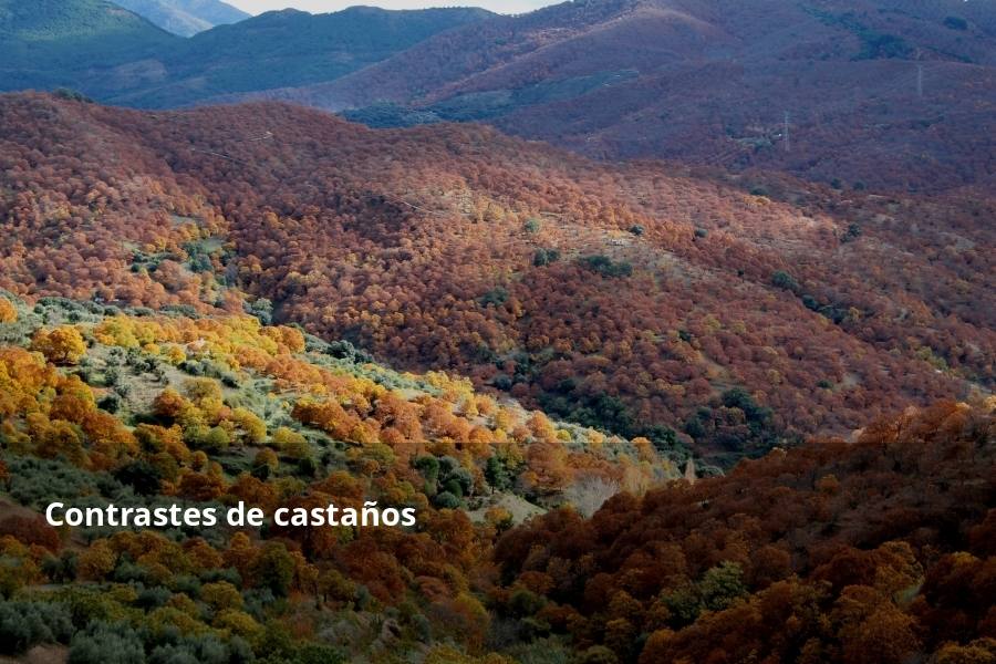 Tan espectacular como efímero. El Bosque de Cobre llega este fin de semana a sus últimas horas. Las postales idílicas del otoño de buena parte del Valle del Genal tienen una intensa, pero breve duración gracias a esos colores ocres que proporcionan sobre todo las hojas caducas de los castaños. En el triángulo que formarían los pueblos de Pujerra, Igualeja y Parauta se concentra la mayor parte de este fenómeno estacional, que arrancó hace apenas dos semanas. Eso sí, también hay importantes castañares en su entorno más inmediato, como ocurre en Jubrique, Genalguacil, Júzcar, Cartajima o Faraján. También conviene alejarse un poco para tener una perspectiva más general del color ocre del otoño en el Genal. Así, se puede ver bien desde Alpandeire, Atajate, Benadalid, Benalauría, Algatocín o Benarrabá. Los contrastes entre los colores verdes de otras arboledas o las sierras calizas del entorno son otros alicientes cromáticos para disfrutar de lo que queda este año del Bosque de Cobre.