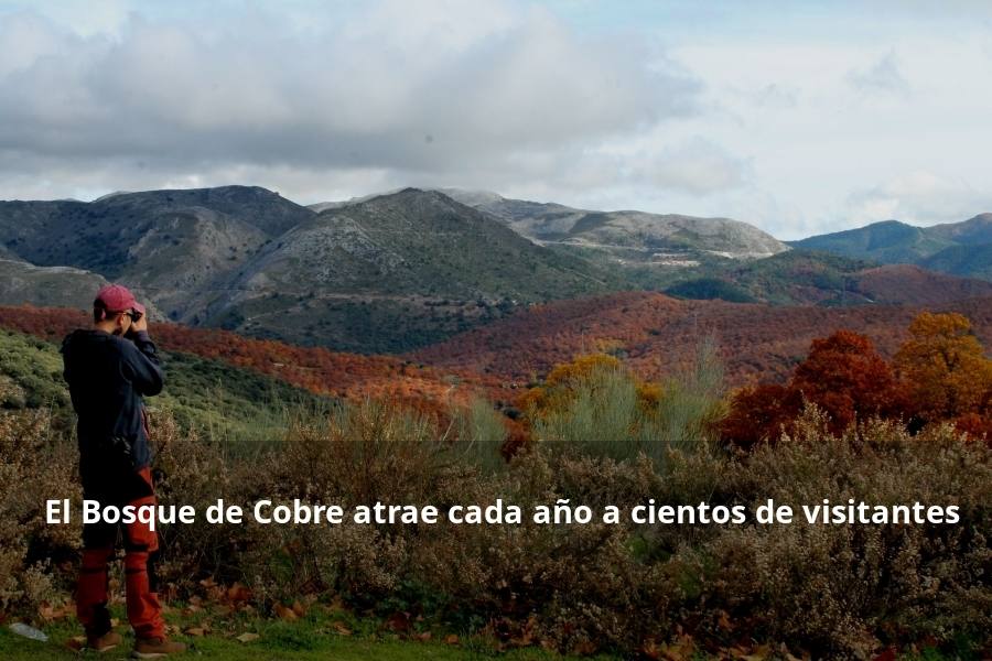 Tan espectacular como efímero. El Bosque de Cobre llega este fin de semana a sus últimas horas. Las postales idílicas del otoño de buena parte del Valle del Genal tienen una intensa, pero breve duración gracias a esos colores ocres que proporcionan sobre todo las hojas caducas de los castaños. En el triángulo que formarían los pueblos de Pujerra, Igualeja y Parauta se concentra la mayor parte de este fenómeno estacional, que arrancó hace apenas dos semanas. Eso sí, también hay importantes castañares en su entorno más inmediato, como ocurre en Jubrique, Genalguacil, Júzcar, Cartajima o Faraján. También conviene alejarse un poco para tener una perspectiva más general del color ocre del otoño en el Genal. Así, se puede ver bien desde Alpandeire, Atajate, Benadalid, Benalauría, Algatocín o Benarrabá. Los contrastes entre los colores verdes de otras arboledas o las sierras calizas del entorno son otros alicientes cromáticos para disfrutar de lo que queda este año del Bosque de Cobre.