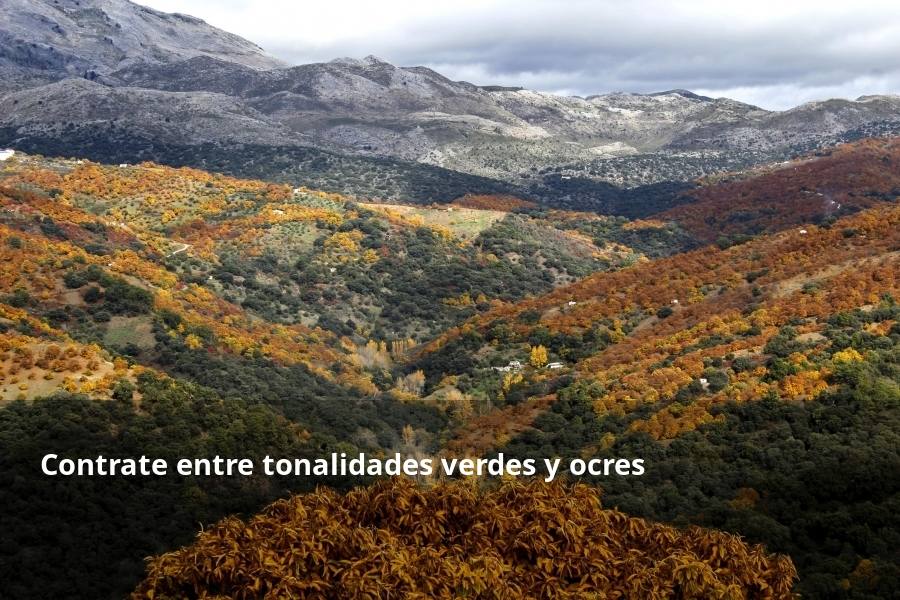 Tan espectacular como efímero. El Bosque de Cobre llega este fin de semana a sus últimas horas. Las postales idílicas del otoño de buena parte del Valle del Genal tienen una intensa, pero breve duración gracias a esos colores ocres que proporcionan sobre todo las hojas caducas de los castaños. En el triángulo que formarían los pueblos de Pujerra, Igualeja y Parauta se concentra la mayor parte de este fenómeno estacional, que arrancó hace apenas dos semanas. Eso sí, también hay importantes castañares en su entorno más inmediato, como ocurre en Jubrique, Genalguacil, Júzcar, Cartajima o Faraján. También conviene alejarse un poco para tener una perspectiva más general del color ocre del otoño en el Genal. Así, se puede ver bien desde Alpandeire, Atajate, Benadalid, Benalauría, Algatocín o Benarrabá. Los contrastes entre los colores verdes de otras arboledas o las sierras calizas del entorno son otros alicientes cromáticos para disfrutar de lo que queda este año del Bosque de Cobre.