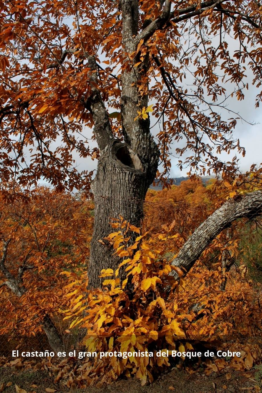 Tan espectacular como efímero. El Bosque de Cobre llega este fin de semana a sus últimas horas. Las postales idílicas del otoño de buena parte del Valle del Genal tienen una intensa, pero breve duración gracias a esos colores ocres que proporcionan sobre todo las hojas caducas de los castaños. En el triángulo que formarían los pueblos de Pujerra, Igualeja y Parauta se concentra la mayor parte de este fenómeno estacional, que arrancó hace apenas dos semanas. Eso sí, también hay importantes castañares en su entorno más inmediato, como ocurre en Jubrique, Genalguacil, Júzcar, Cartajima o Faraján. También conviene alejarse un poco para tener una perspectiva más general del color ocre del otoño en el Genal. Así, se puede ver bien desde Alpandeire, Atajate, Benadalid, Benalauría, Algatocín o Benarrabá. Los contrastes entre los colores verdes de otras arboledas o las sierras calizas del entorno son otros alicientes cromáticos para disfrutar de lo que queda este año del Bosque de Cobre.