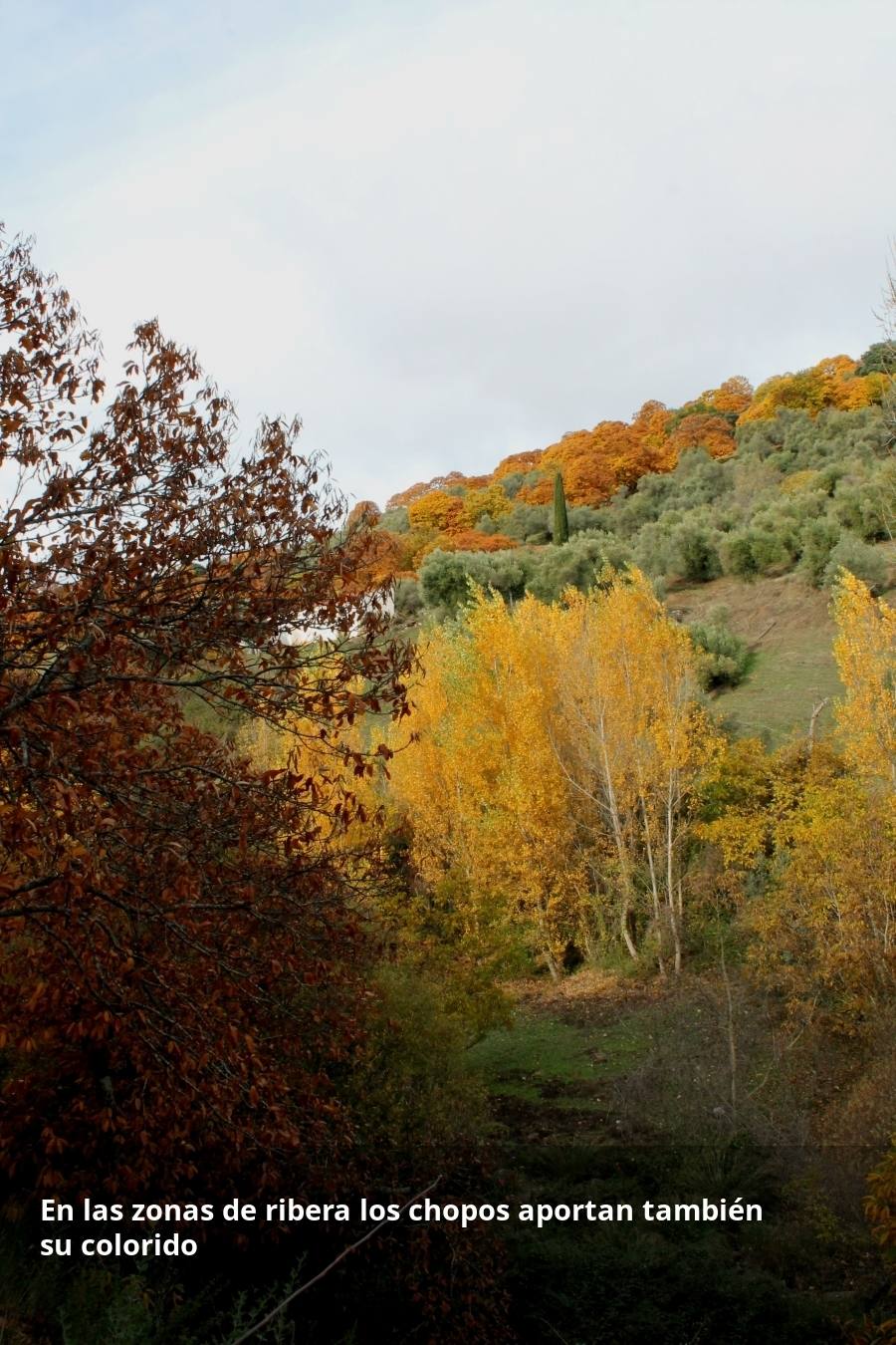 Tan espectacular como efímero. El Bosque de Cobre llega este fin de semana a sus últimas horas. Las postales idílicas del otoño de buena parte del Valle del Genal tienen una intensa, pero breve duración gracias a esos colores ocres que proporcionan sobre todo las hojas caducas de los castaños. En el triángulo que formarían los pueblos de Pujerra, Igualeja y Parauta se concentra la mayor parte de este fenómeno estacional, que arrancó hace apenas dos semanas. Eso sí, también hay importantes castañares en su entorno más inmediato, como ocurre en Jubrique, Genalguacil, Júzcar, Cartajima o Faraján. También conviene alejarse un poco para tener una perspectiva más general del color ocre del otoño en el Genal. Así, se puede ver bien desde Alpandeire, Atajate, Benadalid, Benalauría, Algatocín o Benarrabá. Los contrastes entre los colores verdes de otras arboledas o las sierras calizas del entorno son otros alicientes cromáticos para disfrutar de lo que queda este año del Bosque de Cobre.