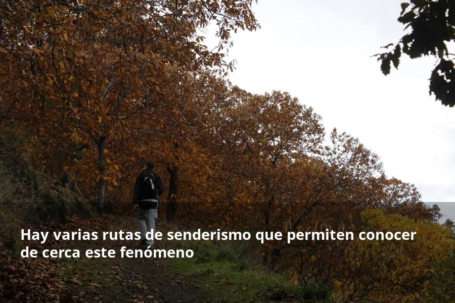 Tan espectacular como efímero. El Bosque de Cobre llega este fin de semana a sus últimas horas. Las postales idílicas del otoño de buena parte del Valle del Genal tienen una intensa, pero breve duración gracias a esos colores ocres que proporcionan sobre todo las hojas caducas de los castaños. En el triángulo que formarían los pueblos de Pujerra, Igualeja y Parauta se concentra la mayor parte de este fenómeno estacional, que arrancó hace apenas dos semanas. Eso sí, también hay importantes castañares en su entorno más inmediato, como ocurre en Jubrique, Genalguacil, Júzcar, Cartajima o Faraján. También conviene alejarse un poco para tener una perspectiva más general del color ocre del otoño en el Genal. Así, se puede ver bien desde Alpandeire, Atajate, Benadalid, Benalauría, Algatocín o Benarrabá. Los contrastes entre los colores verdes de otras arboledas o las sierras calizas del entorno son otros alicientes cromáticos para disfrutar de lo que queda este año del Bosque de Cobre.