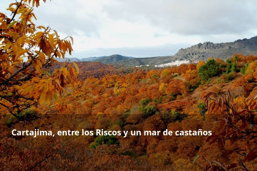 Tan espectacular como efímero. El Bosque de Cobre llega este fin de semana a sus últimas horas. Las postales idílicas del otoño de buena parte del Valle del Genal tienen una intensa, pero breve duración gracias a esos colores ocres que proporcionan sobre todo las hojas caducas de los castaños. En el triángulo que formarían los pueblos de Pujerra, Igualeja y Parauta se concentra la mayor parte de este fenómeno estacional, que arrancó hace apenas dos semanas. Eso sí, también hay importantes castañares en su entorno más inmediato, como ocurre en Jubrique, Genalguacil, Júzcar, Cartajima o Faraján. También conviene alejarse un poco para tener una perspectiva más general del color ocre del otoño en el Genal. Así, se puede ver bien desde Alpandeire, Atajate, Benadalid, Benalauría, Algatocín o Benarrabá. Los contrastes entre los colores verdes de otras arboledas o las sierras calizas del entorno son otros alicientes cromáticos para disfrutar de lo que queda este año del Bosque de Cobre.