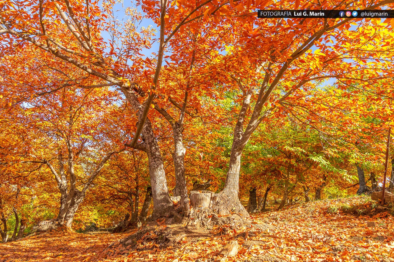 Los tonos ocres, cobrizos y dorados se apoderan, durante estos días de otoño, de los castaños