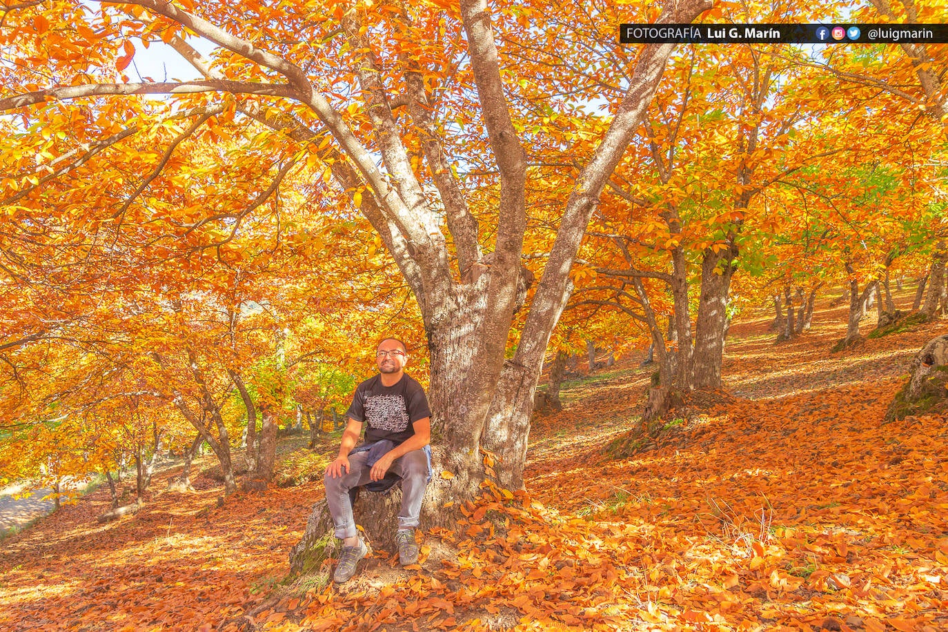 Los tonos ocres, cobrizos y dorados se apoderan, durante estos días de otoño, de los castaños