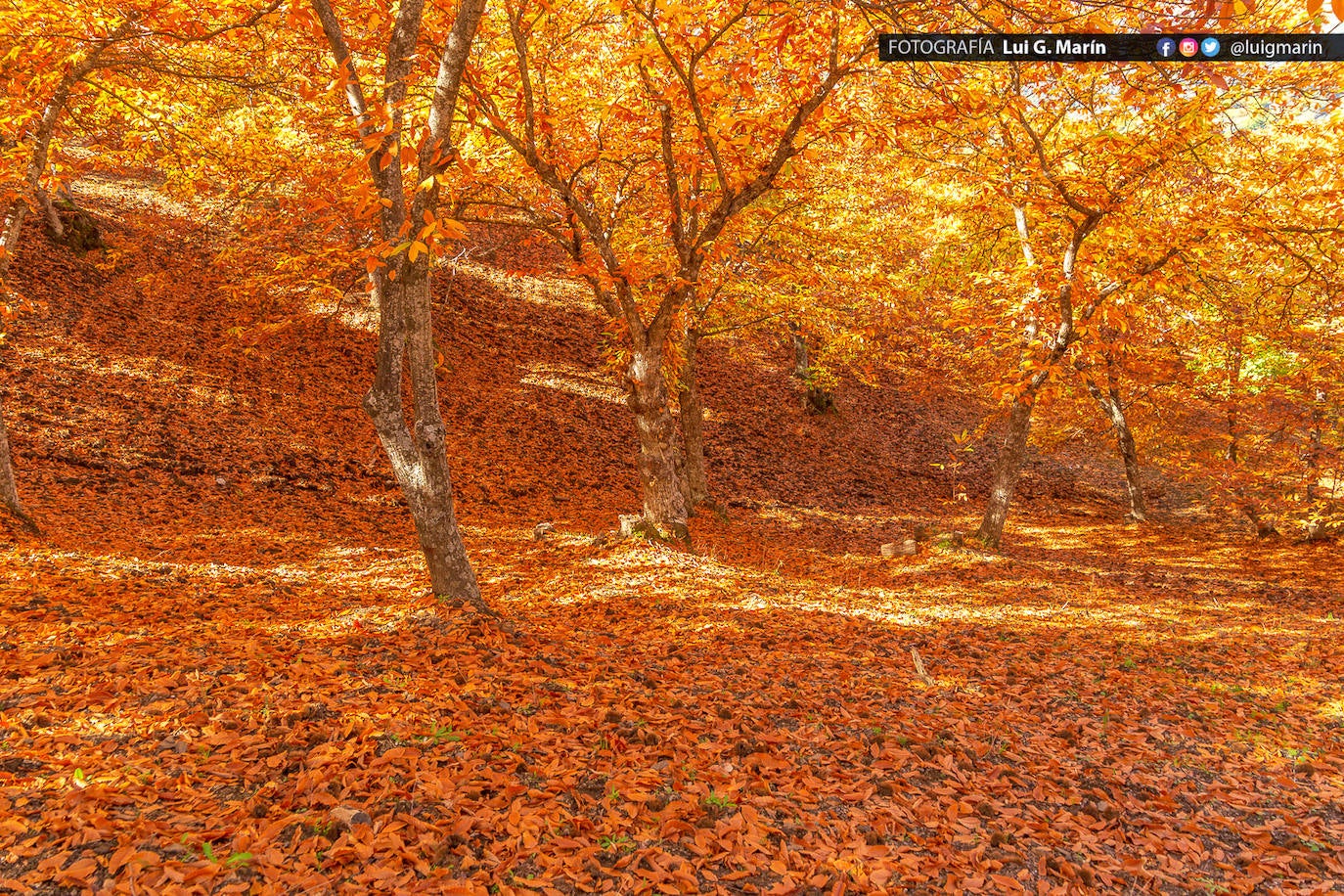 Los tonos ocres, cobrizos y dorados se apoderan, durante estos días de otoño, de los castaños