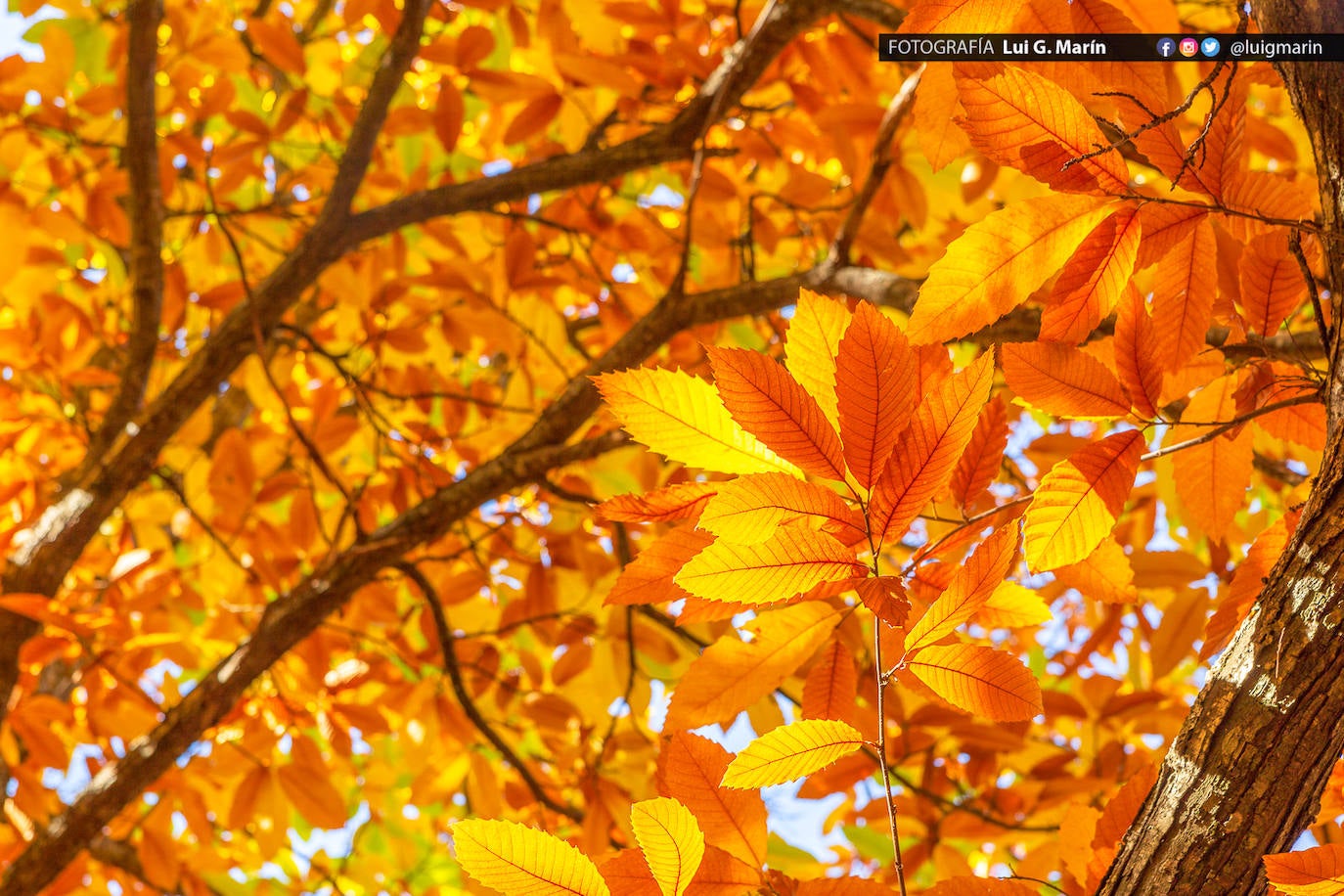 Los tonos ocres, cobrizos y dorados se apoderan, durante estos días de otoño, de los castaños