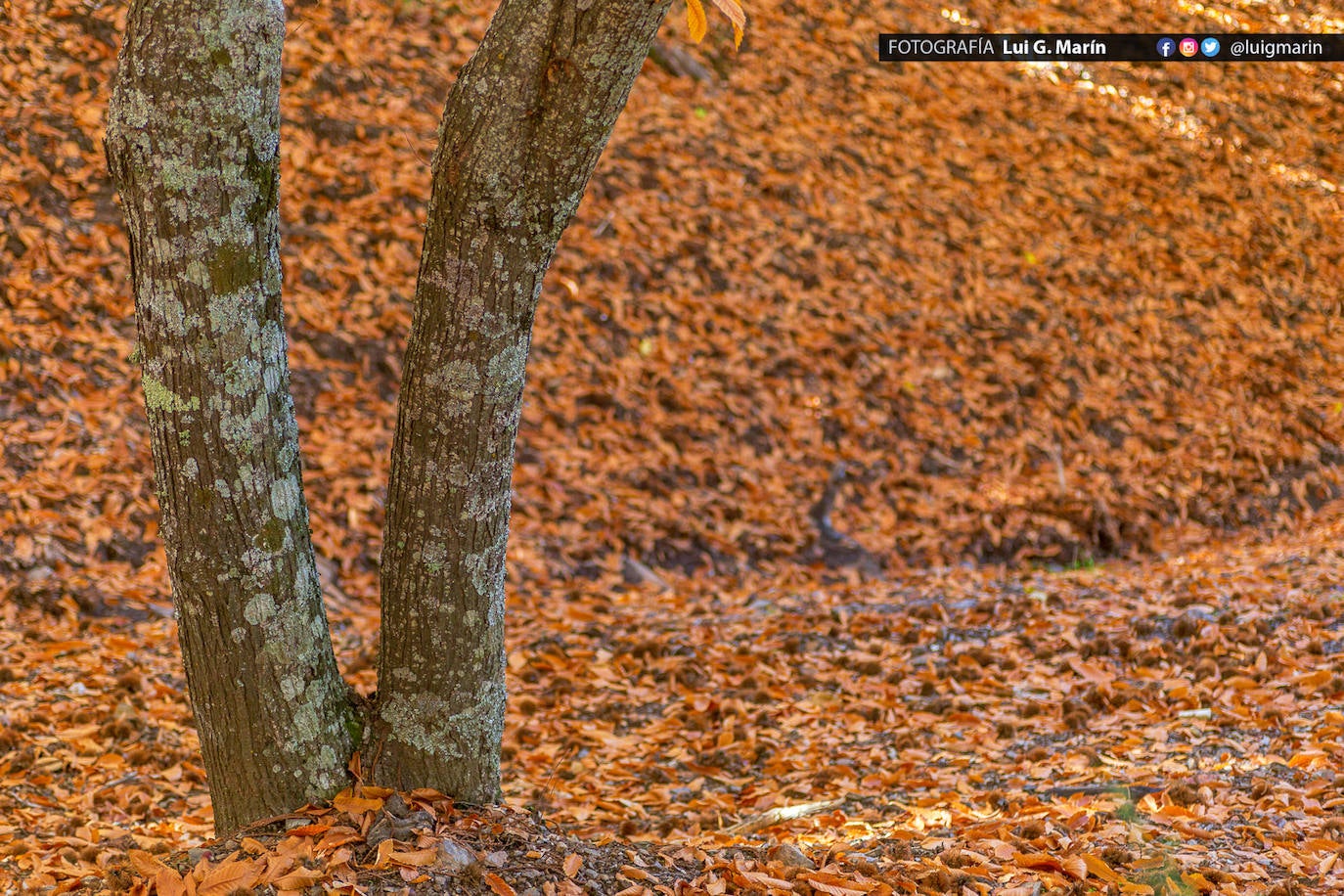 Los tonos ocres, cobrizos y dorados se apoderan, durante estos días de otoño, de los castaños