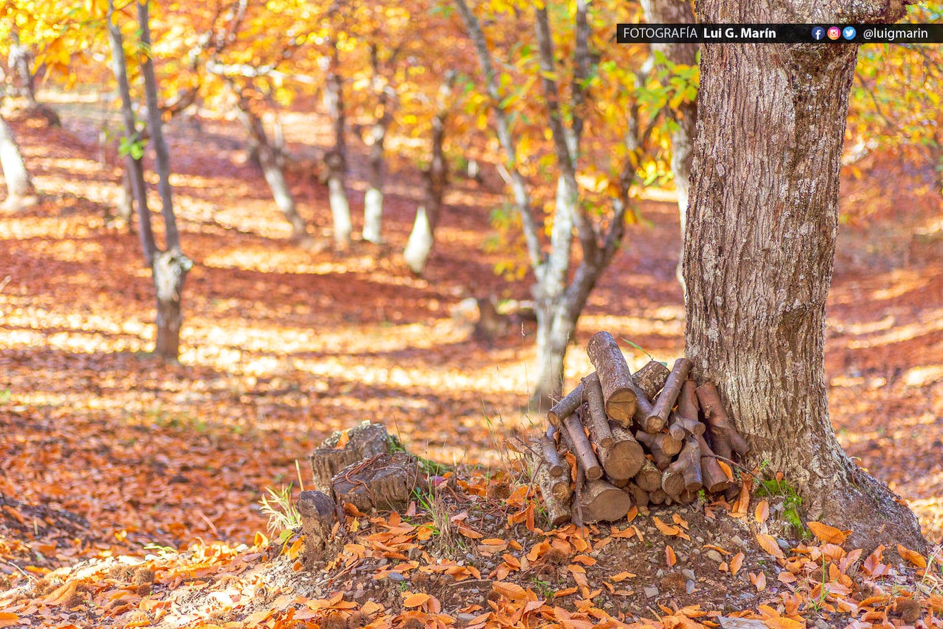Los tonos ocres, cobrizos y dorados se apoderan, durante estos días de otoño, de los castaños