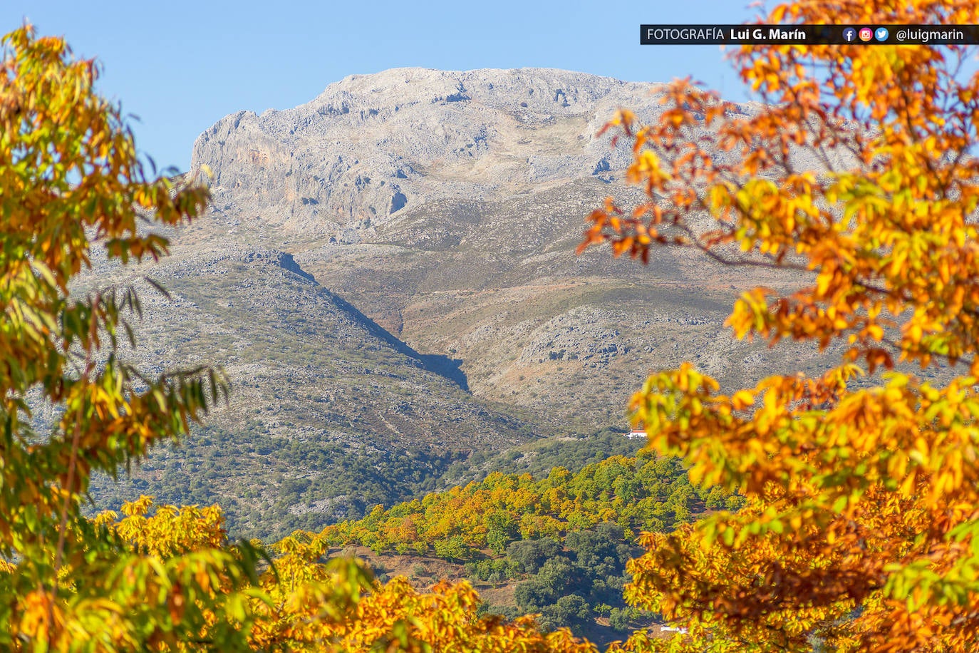 Los tonos ocres, cobrizos y dorados se apoderan, durante estos días de otoño, de los castaños