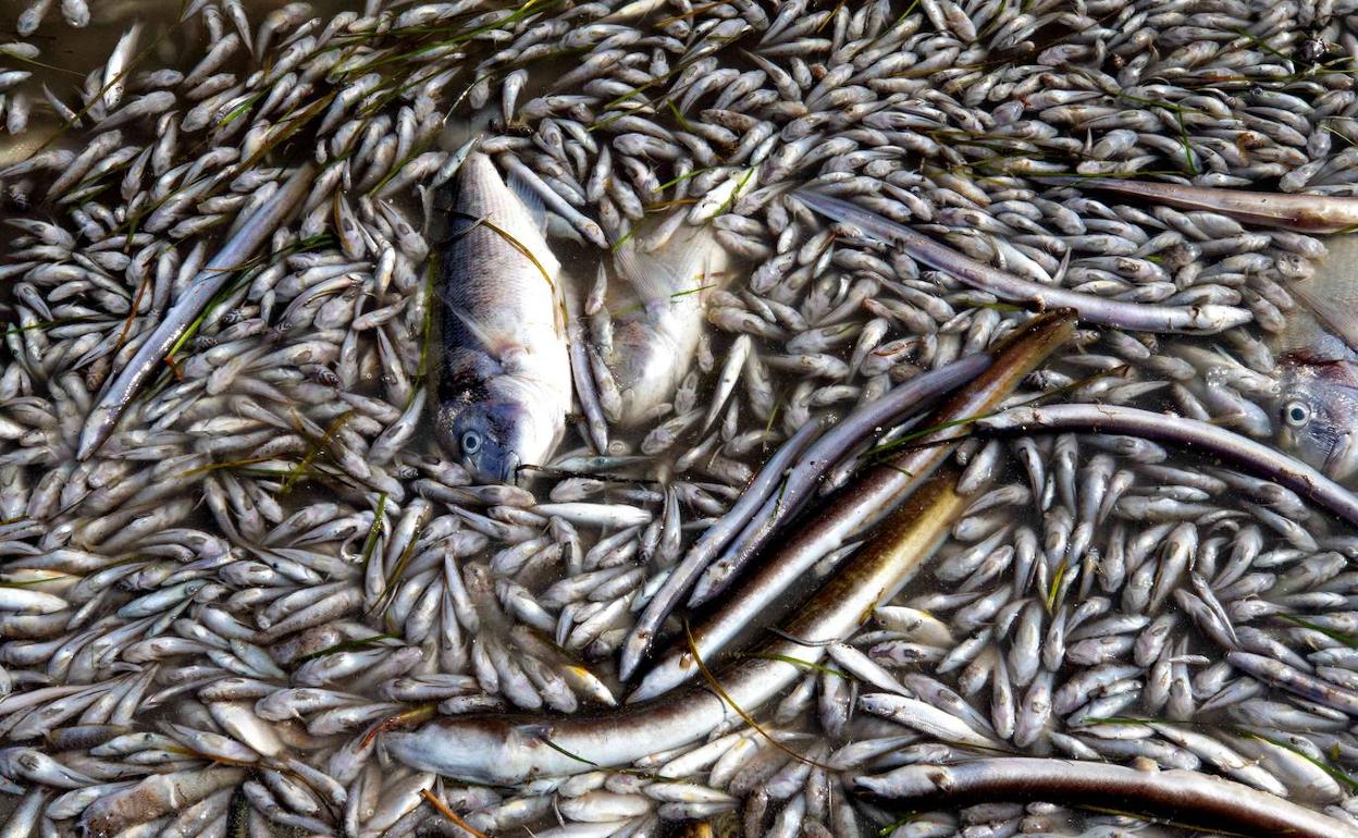 Peces muertos en el Mar Menor el pasado mes de octubre.