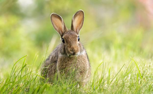 El conejo, catalogado como especie en peligro de extinción