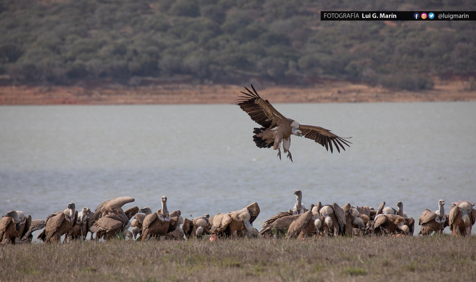 «Estas imágenes las tomé en las inmediaciones de Benalup-Casas Viejas,, provincia de Cádiz, pero los animales se mueven con total indiferencia a las fronteras humanas, y se dejan ver también por territorio malagueño»