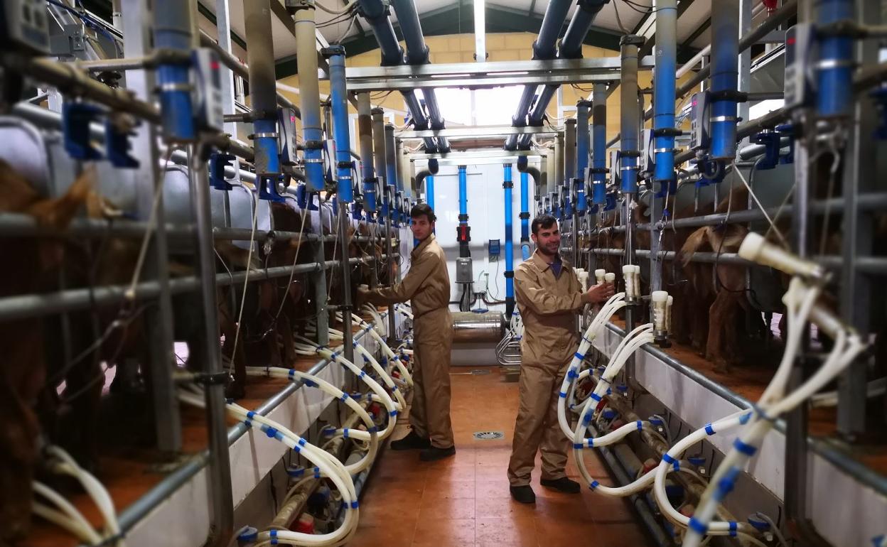 Sala de ordeño de una explotación de caprino. 