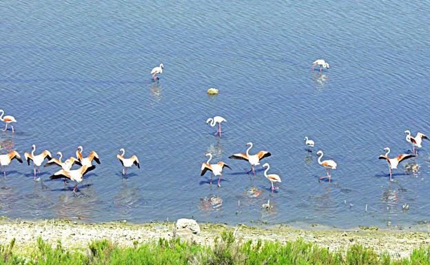 Flamencos rosas en la laguna de Fuente de Piedra.