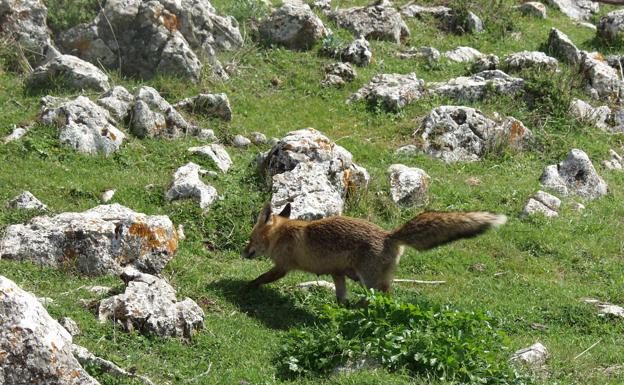 Zorro en el Torcal de Antequera