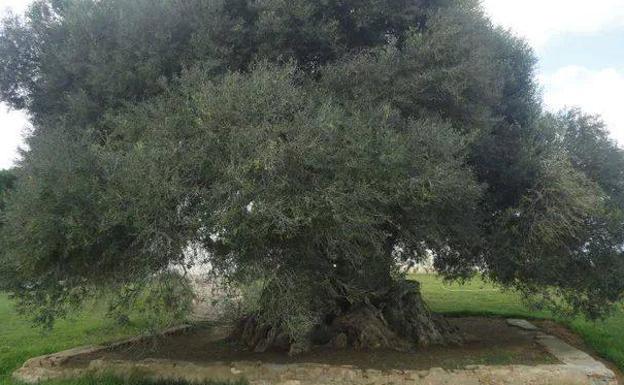 Empatado en segunda posición se encuentra ¡The olive tree of Echraf' en Túnez