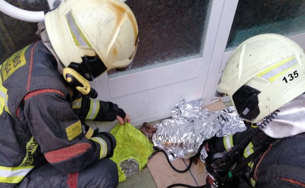 Bomberos atienden al perro